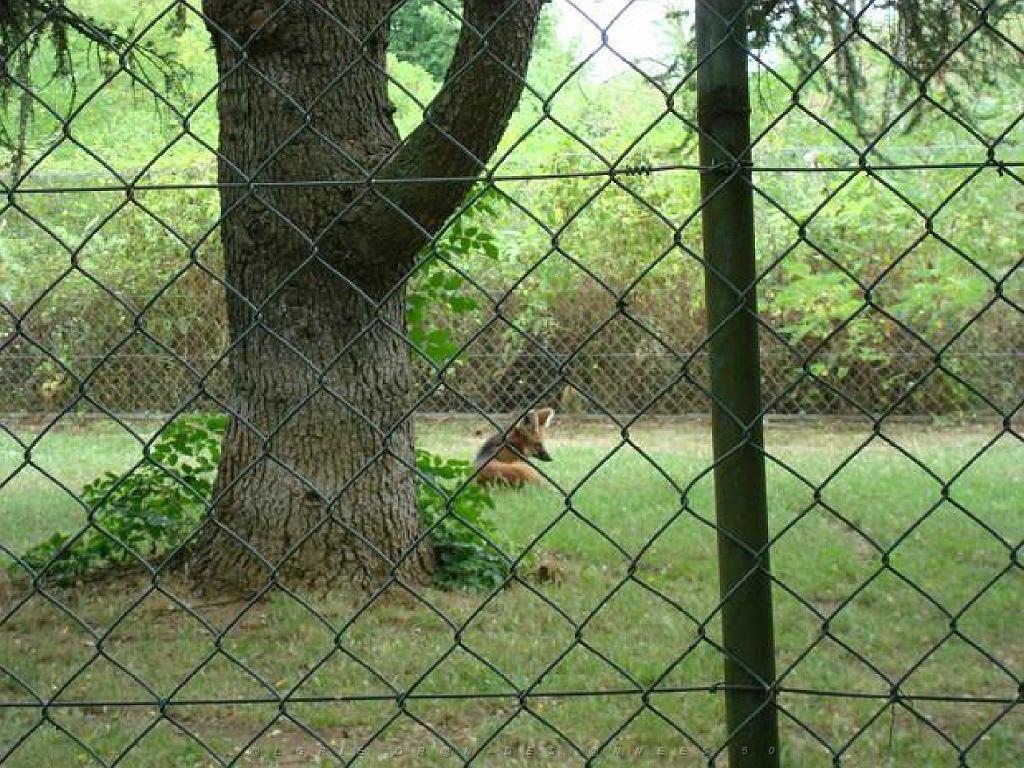 149 BIO PARC DE DOUE LA FONTAINE 3- 2016_000038.jpg